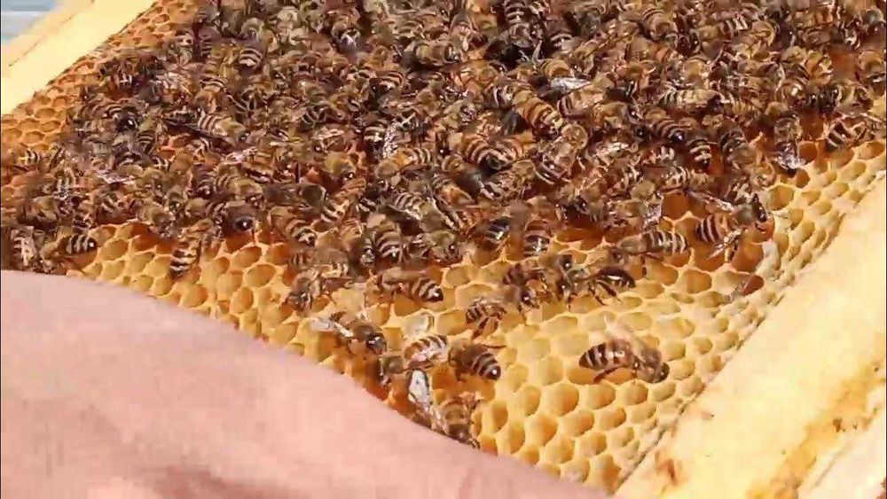 Пчелы семья/Асалари сотилади донага / donaga Asal ari sotiladi