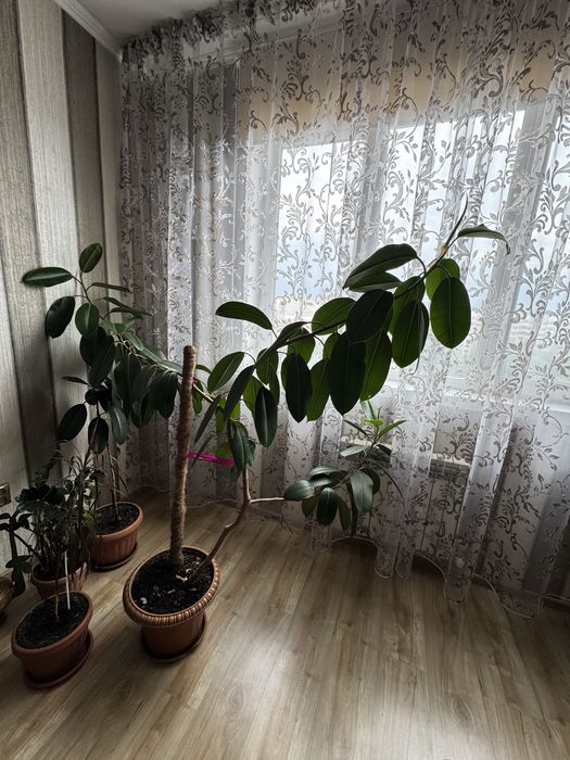 Продам красивый фикус