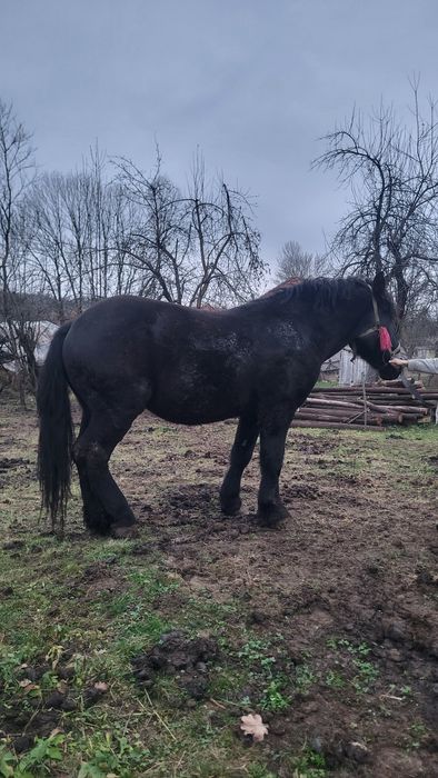 Vând mânz negru greu