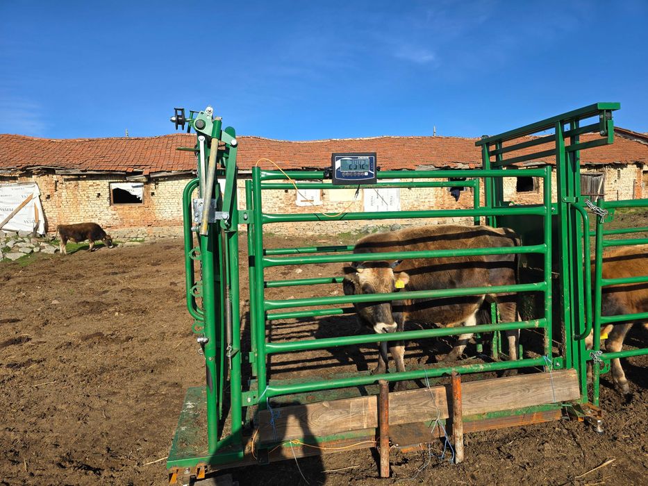 Телета мъжки за клане