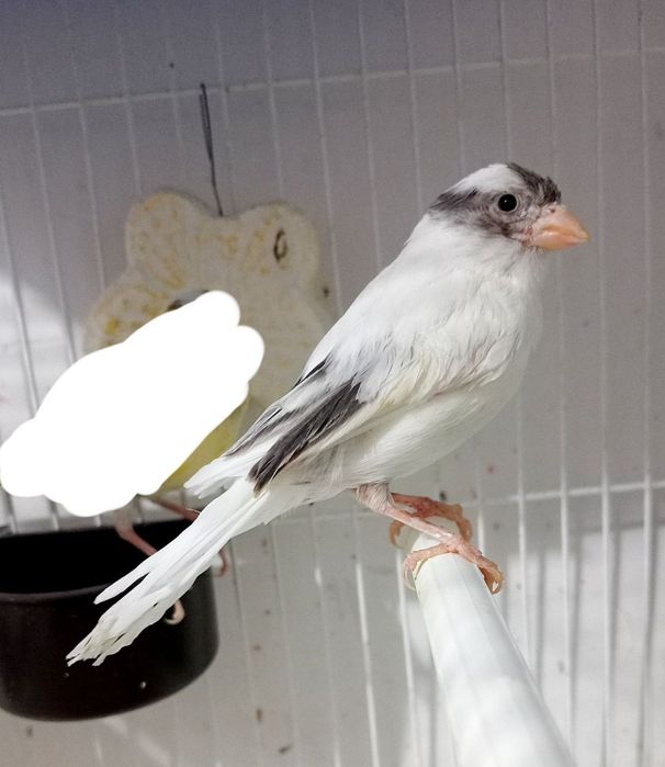 Kanareka avle moda sotladi