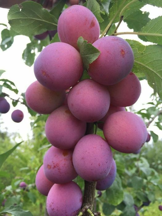 Pomi Fructiferi Columnari (Soiuri De Prun )