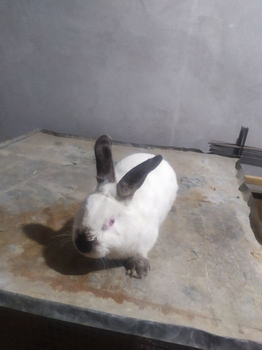 Kalifornia quyonlari sotiladi