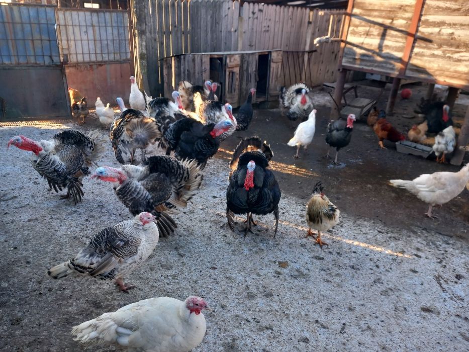 Vind curcani și curci