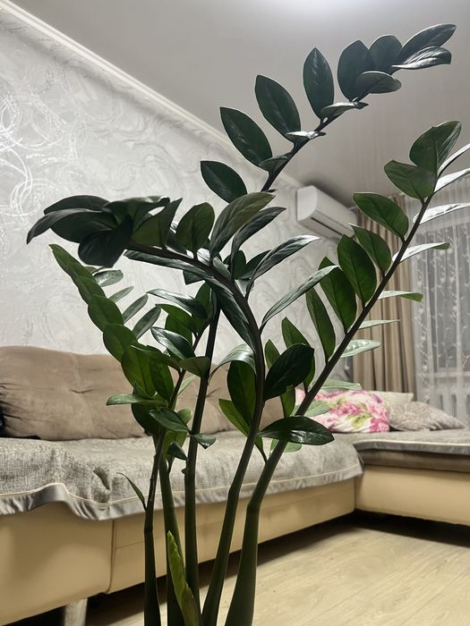 Долларовое дерево - замиокулькас