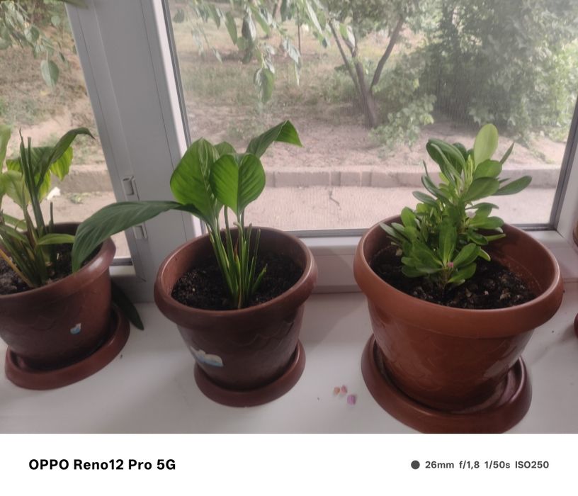 Цветы10штук с гарантиец