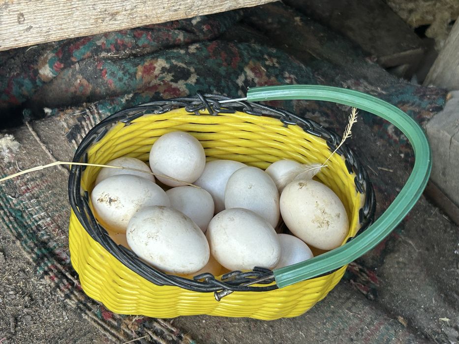 Продаю домашних кур, срочно!!