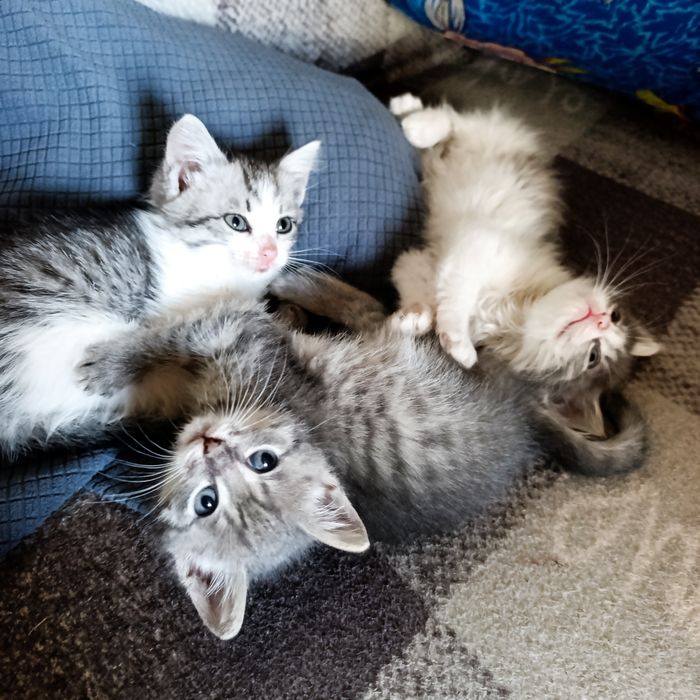 Отдам котят, в хорошие добрые руки