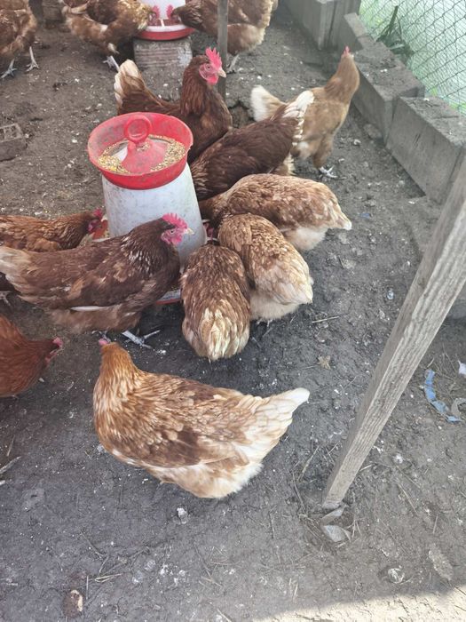 Продавам 20 бр. кокошки носачки на възраст 8-12 м.