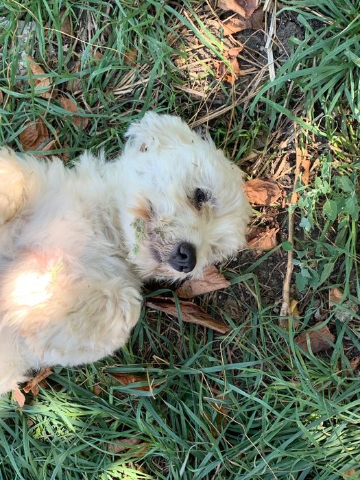 Catel pentru adoptie