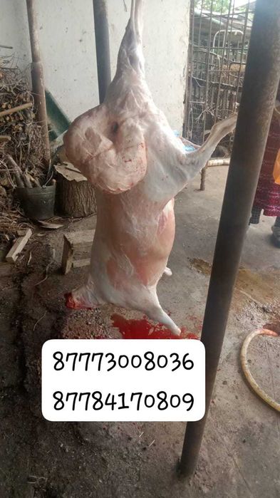 Кой, токты кошкар сатылады