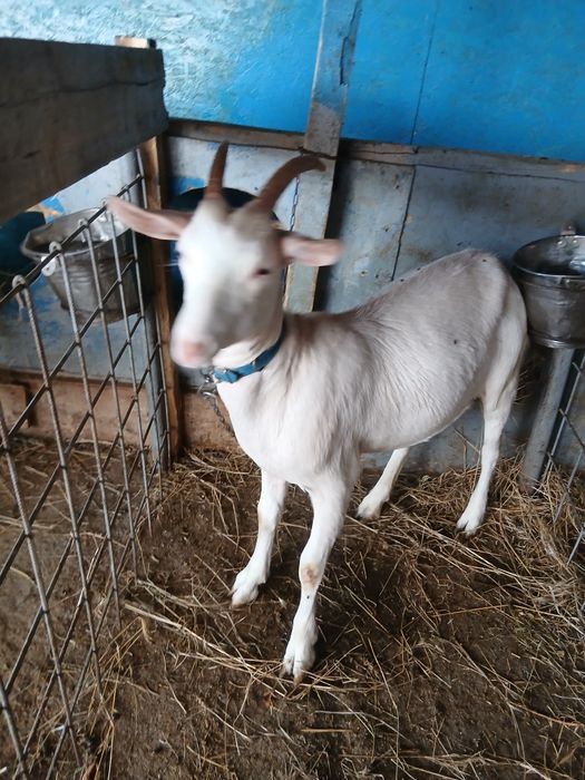 Vând capre și iezi