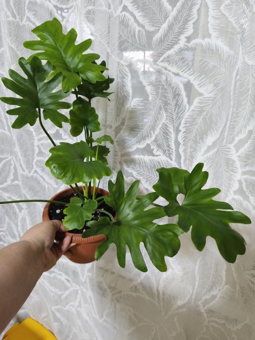 Продам комнатные растения.