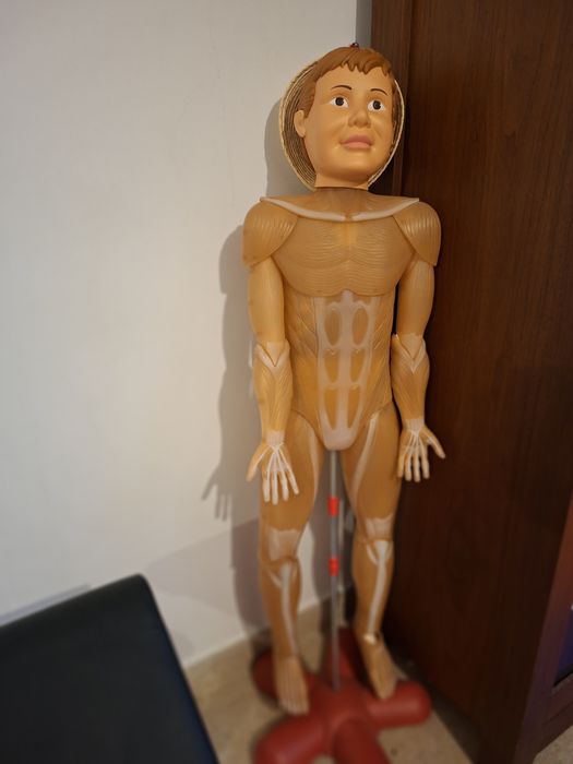 Schelet corpul uman din plastic.
