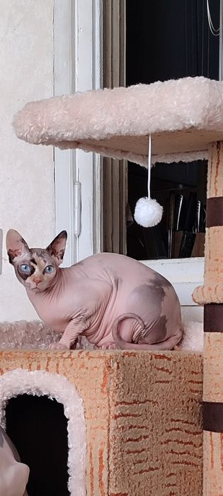 Сфинкс канадский, девочка 1г2м, стерелизована