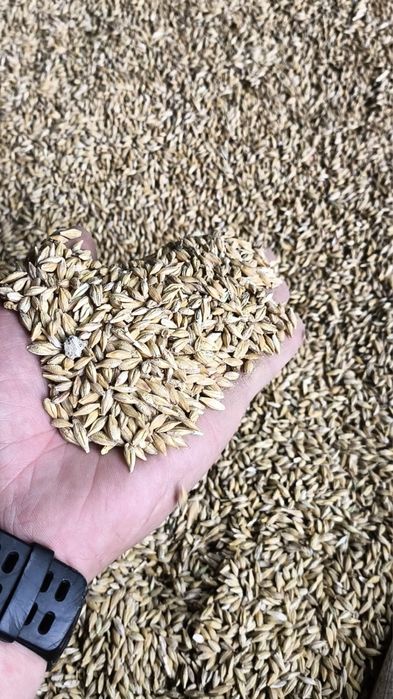 Ячмень, пшеница, овес