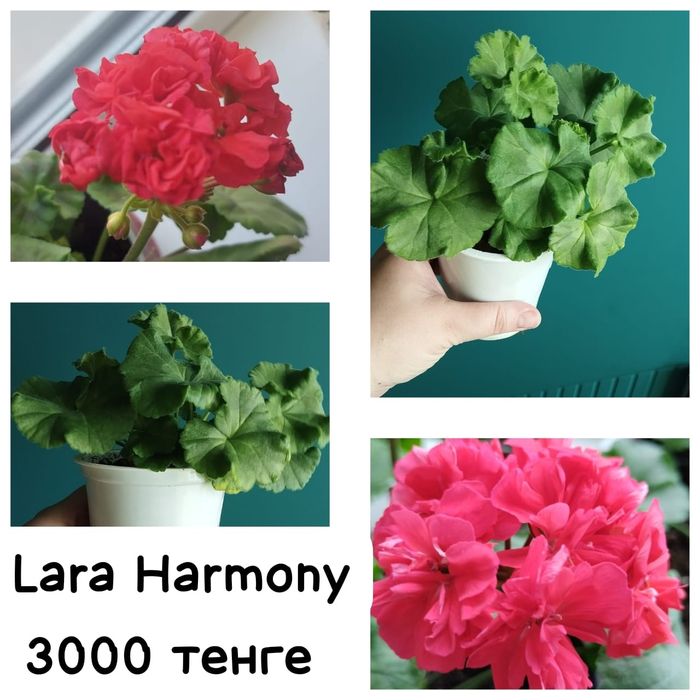 Пеларгонии много сортов герань