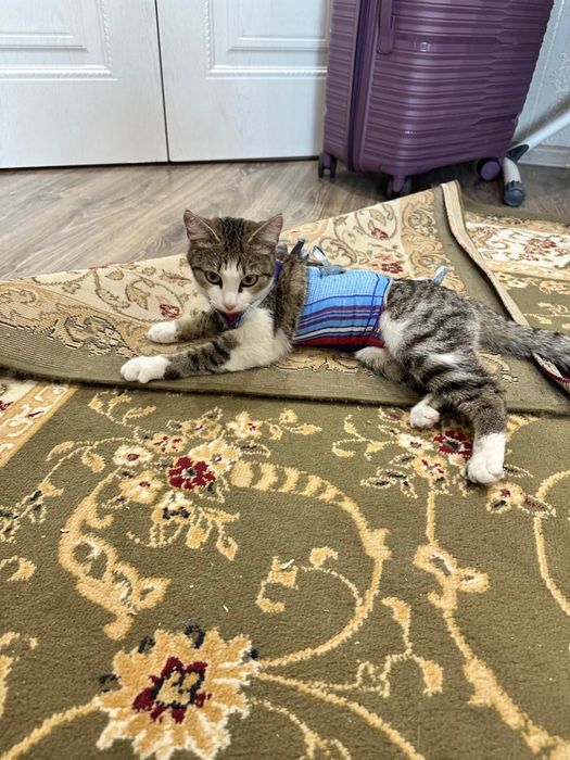 Котенок девочка! Стерилизована.