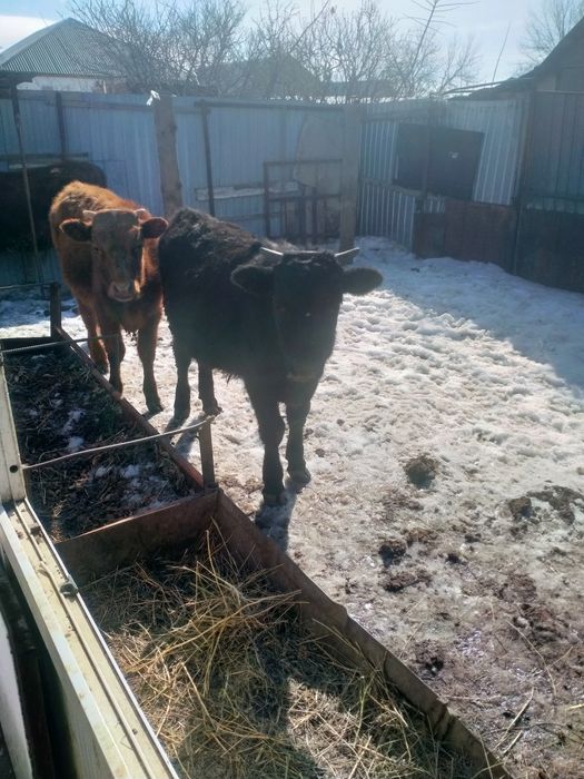 Быки салыталыд срочно