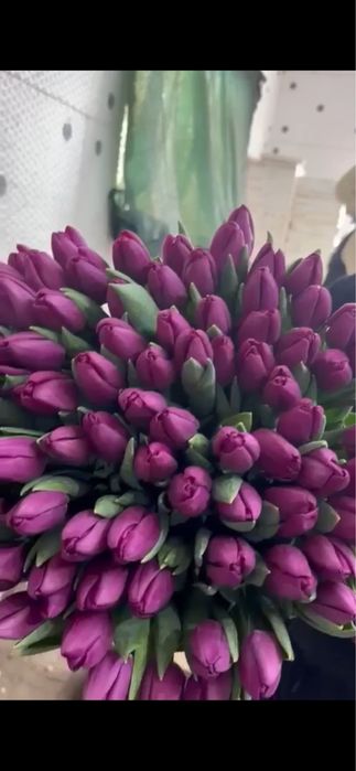 Тюльпаны голандские