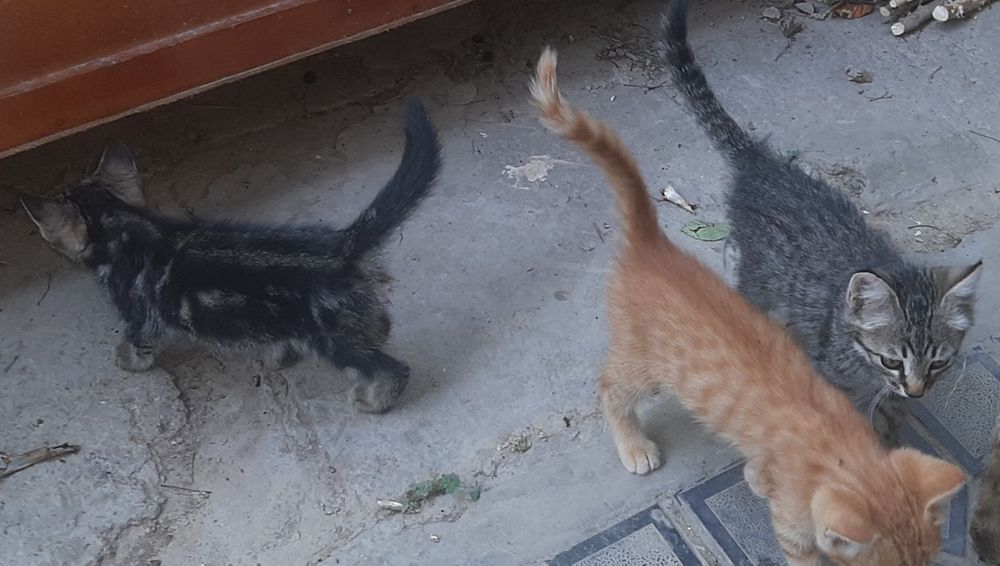 Отдам котят в добрые руки