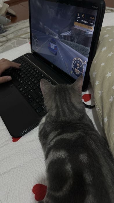 Скоттиш страйт табби окрас