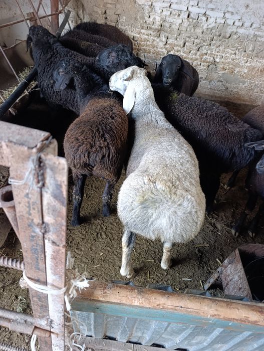 Кучкорла сотилади