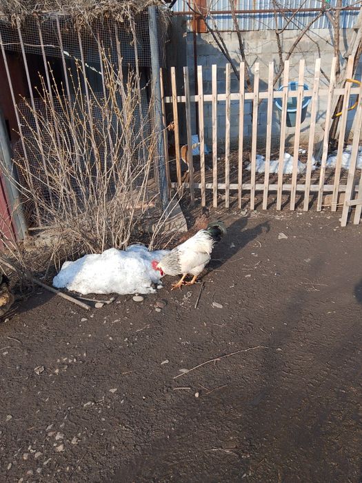 Адлерски парода п