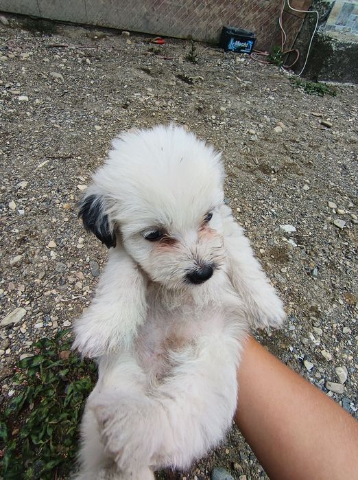 Donez cățelusi spre adopție