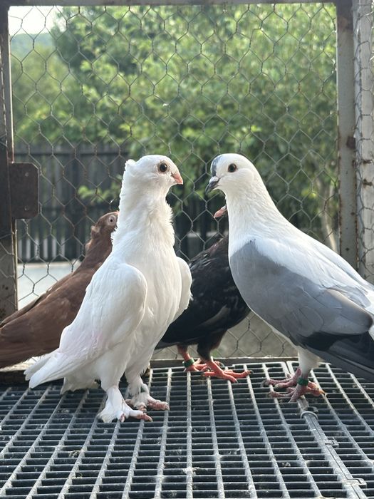 Porumbei de vanzare diferite rase