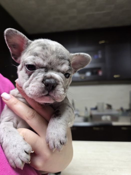 Бебета френски булдог