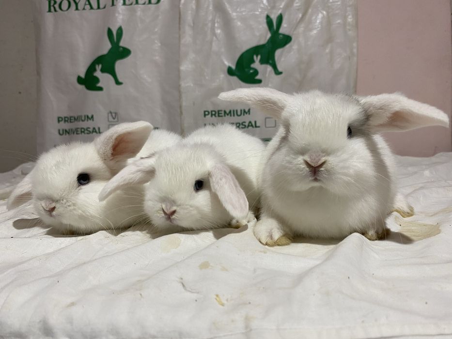 Карликовые кролики породы Баран