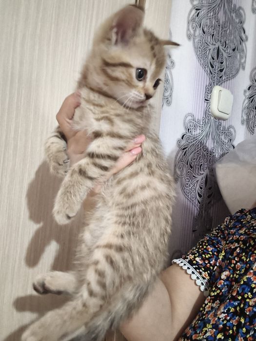 Шотладские котята мальчики