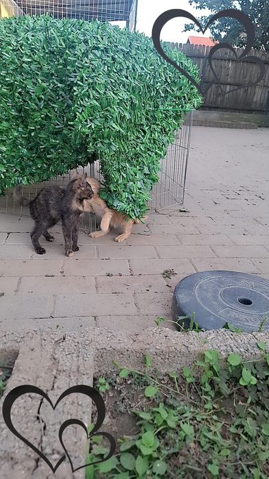 Pisicuți spre adoptie