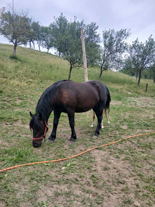 Vand iapa cu manza