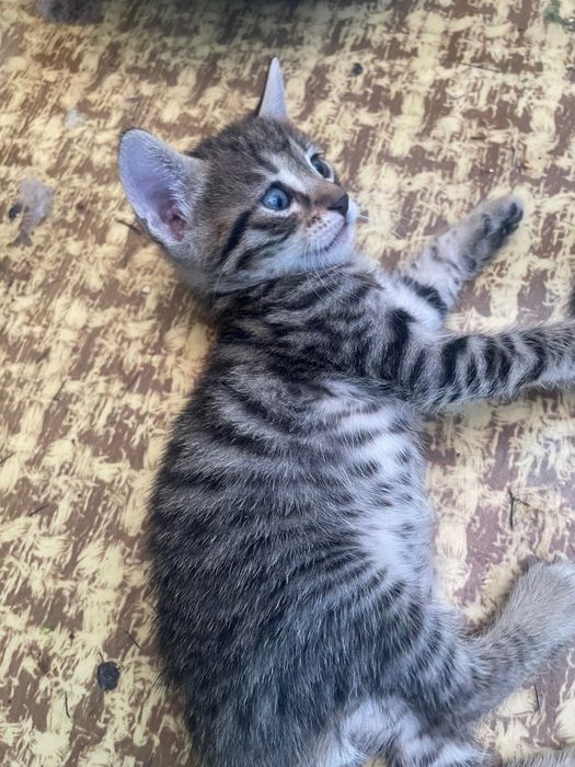 подарявам котета