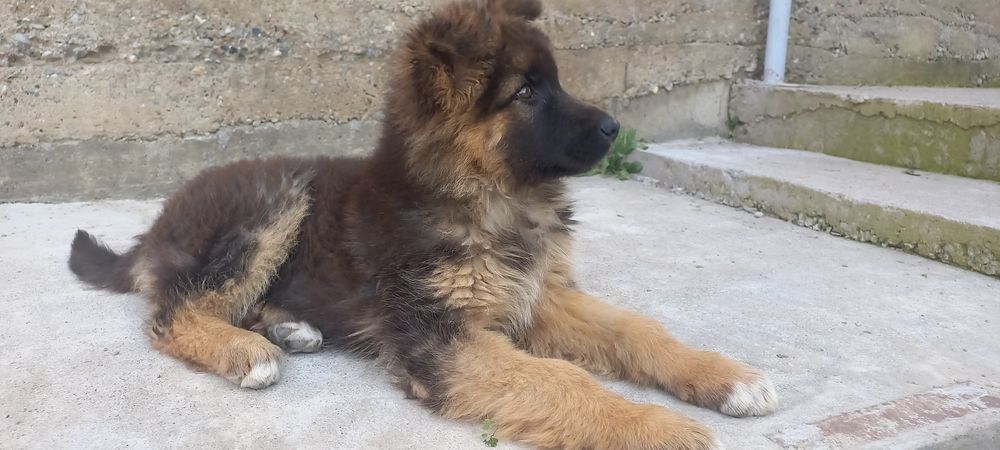 Продам щенка овчарки.девочка