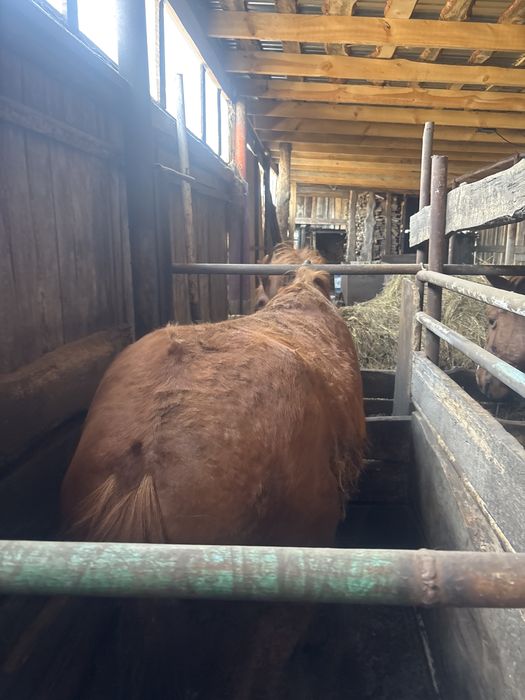 Продам Лошадей.