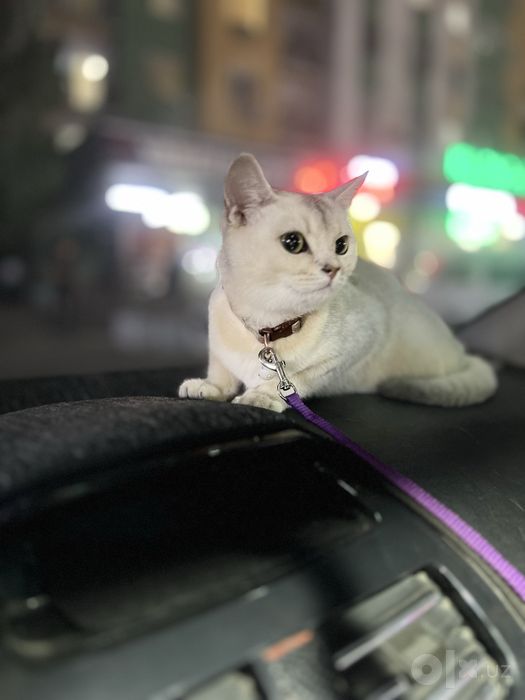 Mushuk. Кошка сотилади