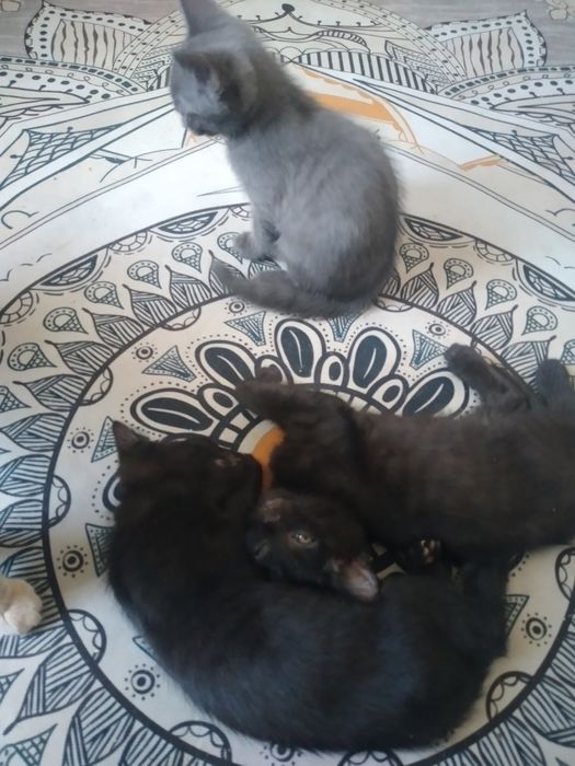 Отдам чистых котят