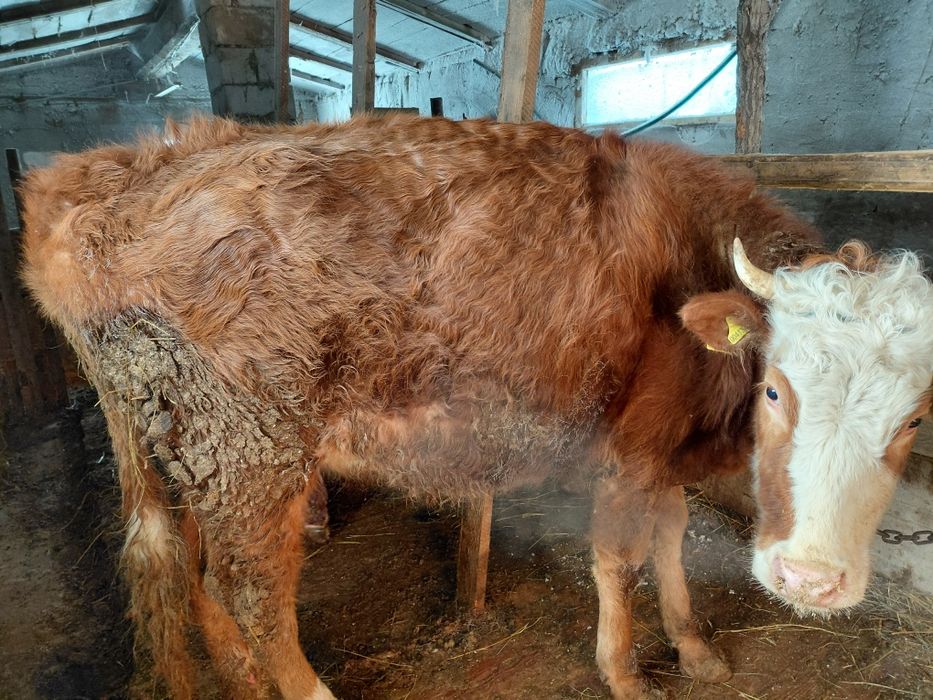 Продам корову  стоит городе .