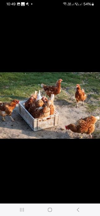 Găini ouătoare tinere