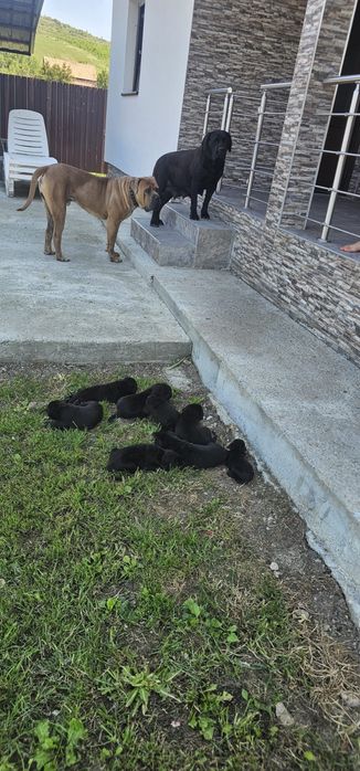 Vand pui Cane Corso