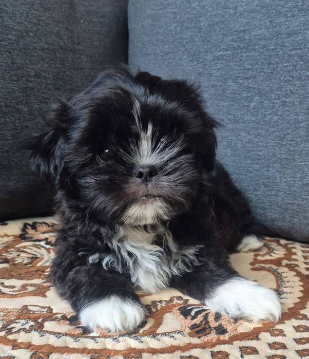 Vand catel Shih Tzu, baietel
