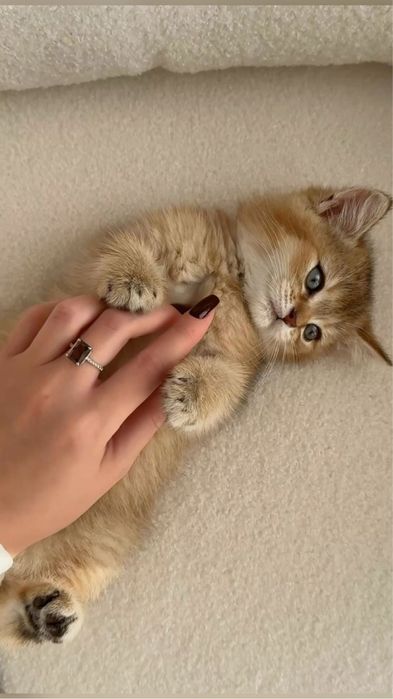 British shorthair băiețel