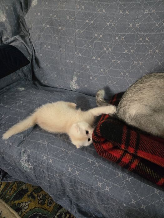 Британская золотистая шиншила