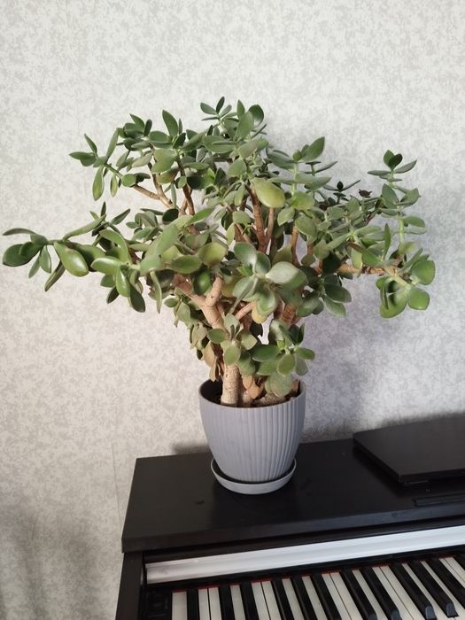 Денежное дерево, толстянка