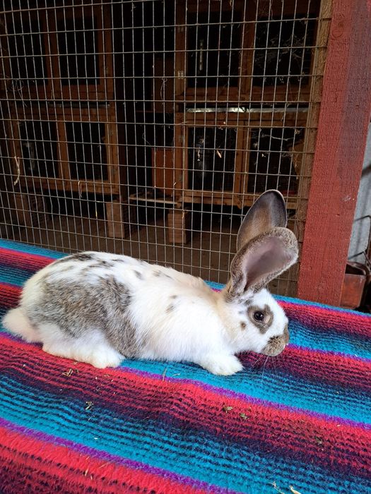 Vand iepuri urias german