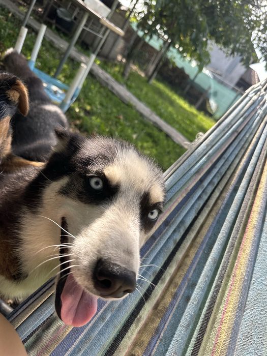 Adoptie husky pereche