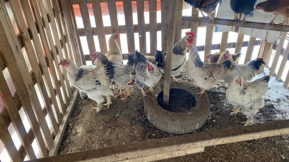 Продам домашних петухов